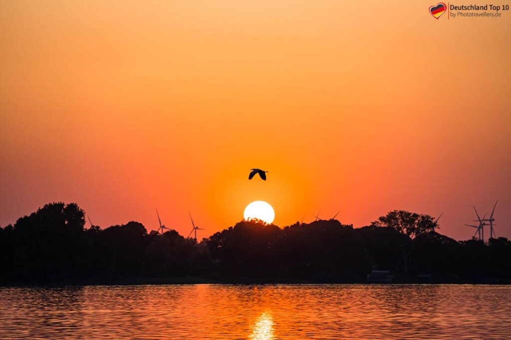 Ein Vogel über einem See der Mecklenburgischen Seenplatte im Abendlicht